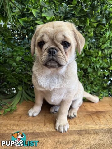 Panda Pugalier Female Puppy