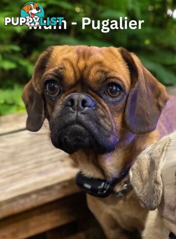 Panda Pugalier Female Puppy