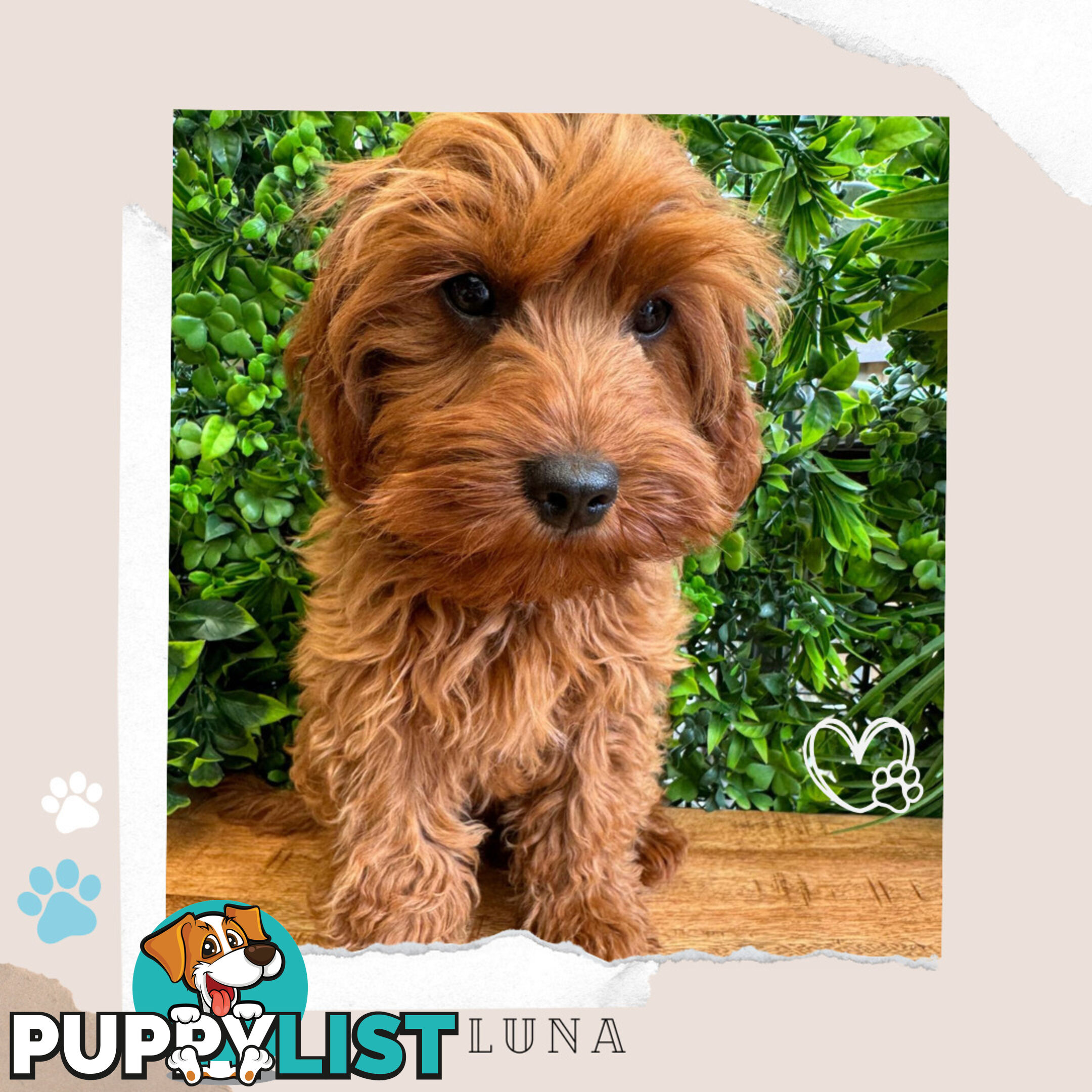 Beautiful 1st Gen Cavoodle Puppy - DNA Clear - FULLY TOILET TRAINED