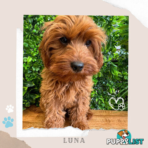 Beautiful 1st Gen Cavoodle Puppy - DNA Clear - FULLY TOILET TRAINED