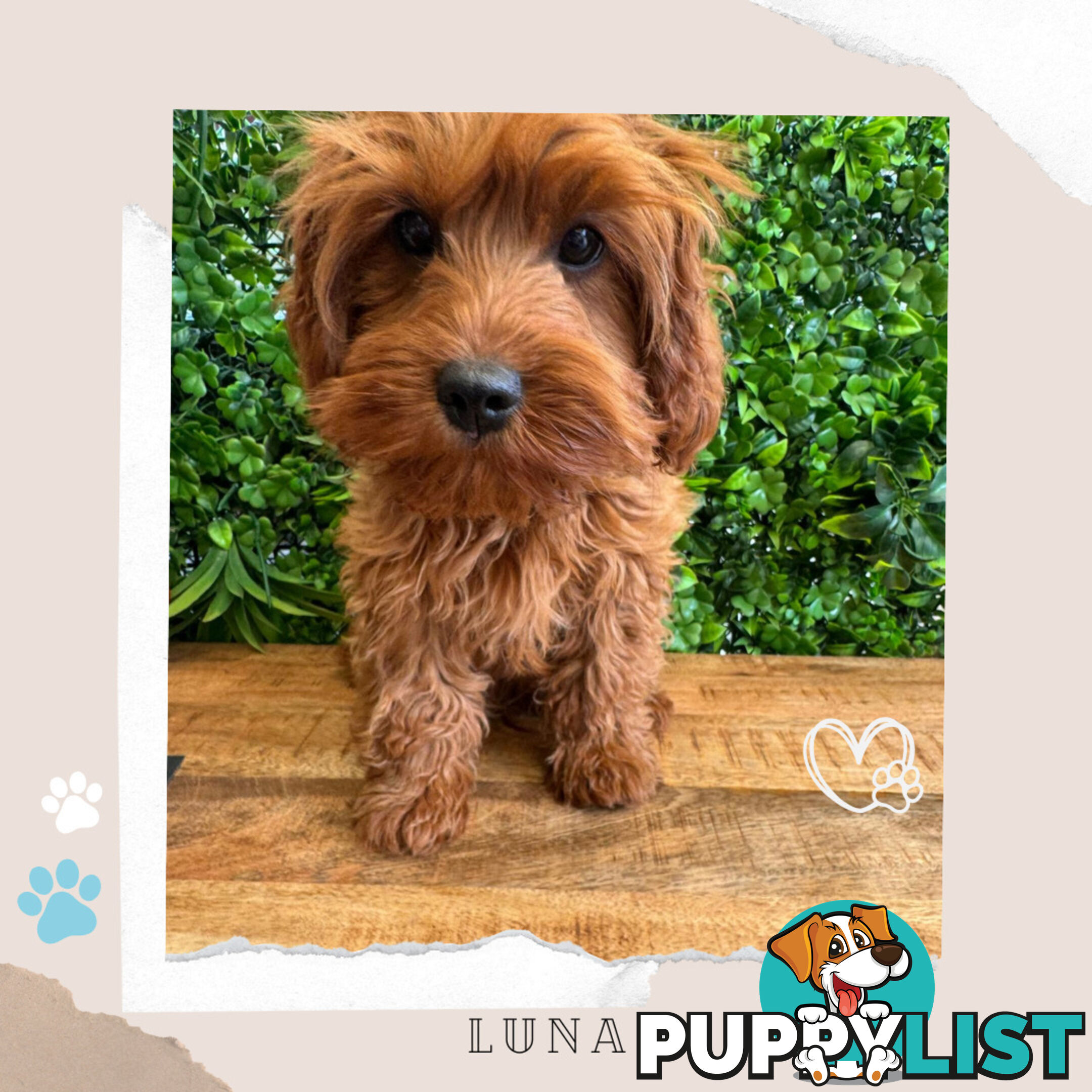 Beautiful 1st Gen Cavoodle Puppy - DNA Clear - FULLY TOILET TRAINED