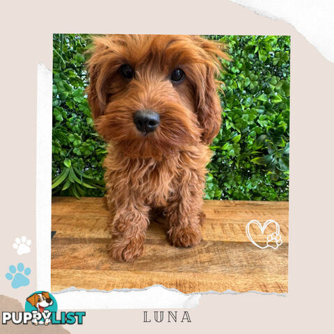 Beautiful 1st Gen Cavoodle Puppy - DNA Clear - FULLY TOILET TRAINED