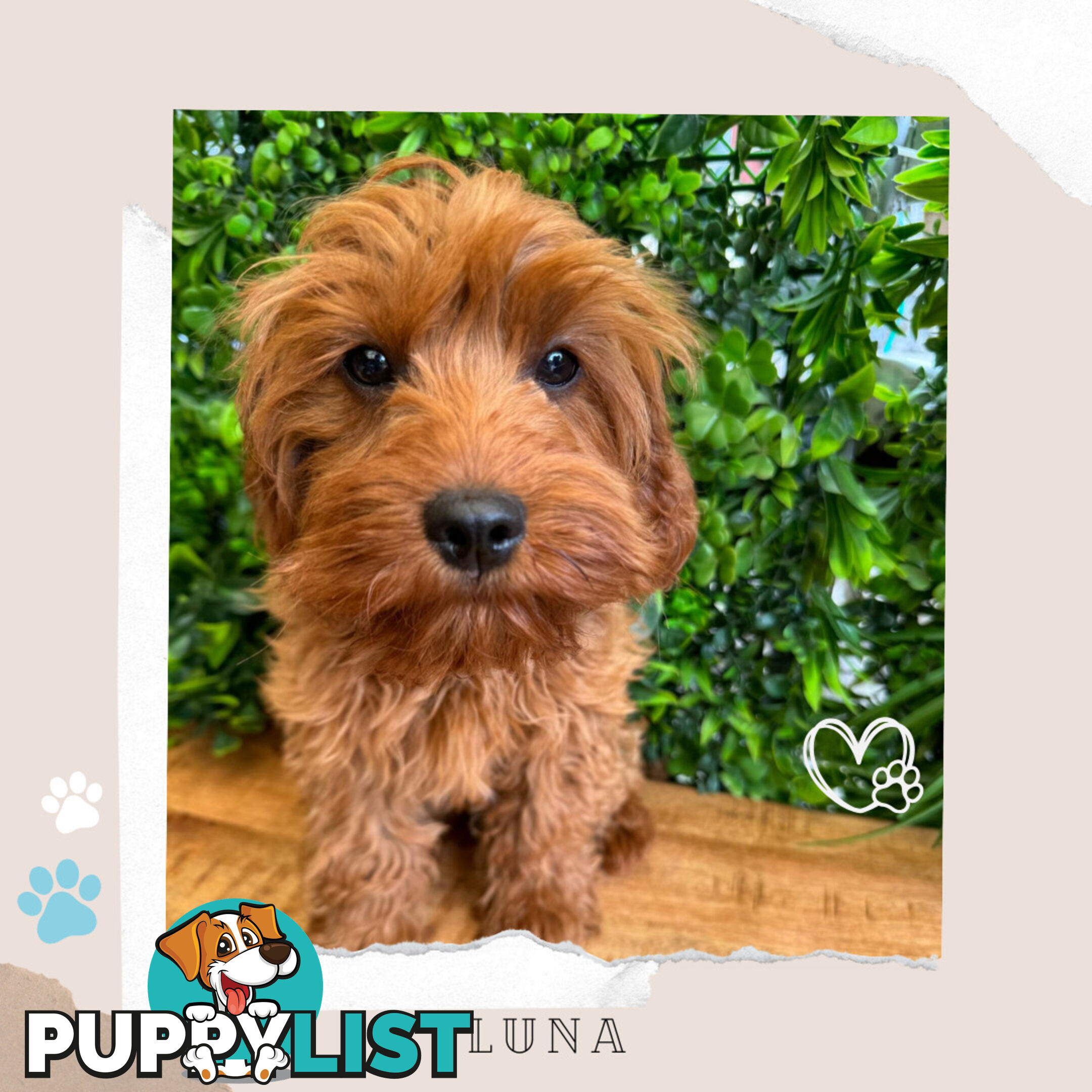 Beautiful 1st Gen Cavoodle Puppy - DNA Clear - FULLY TOILET TRAINED