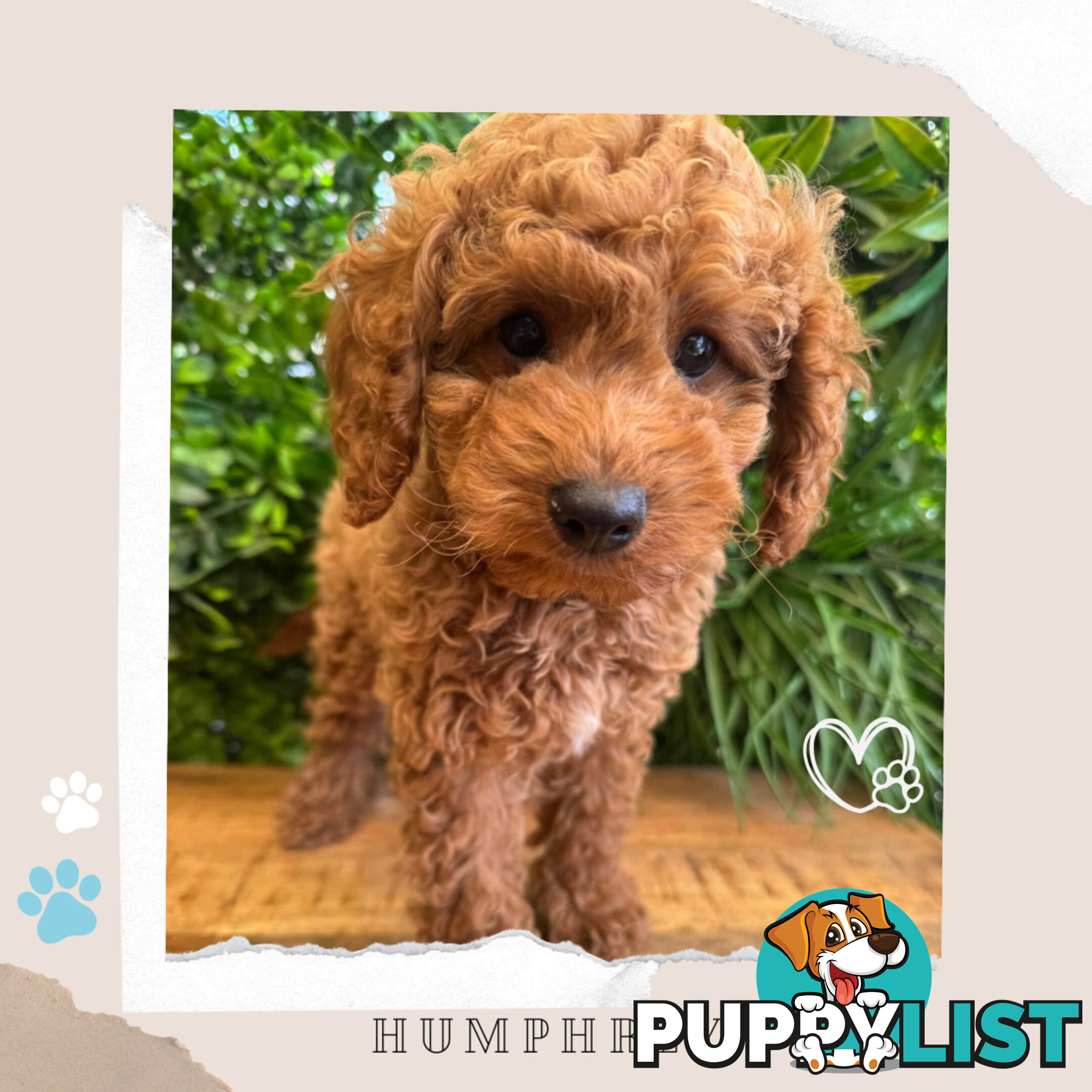 Beautiful F1B Toy Cavoodle Pups - Available Now - Sunbury VIC 3429