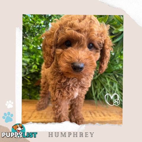 Beautiful F1B Toy Cavoodle Pups - Available Now - Sunbury VIC 3429