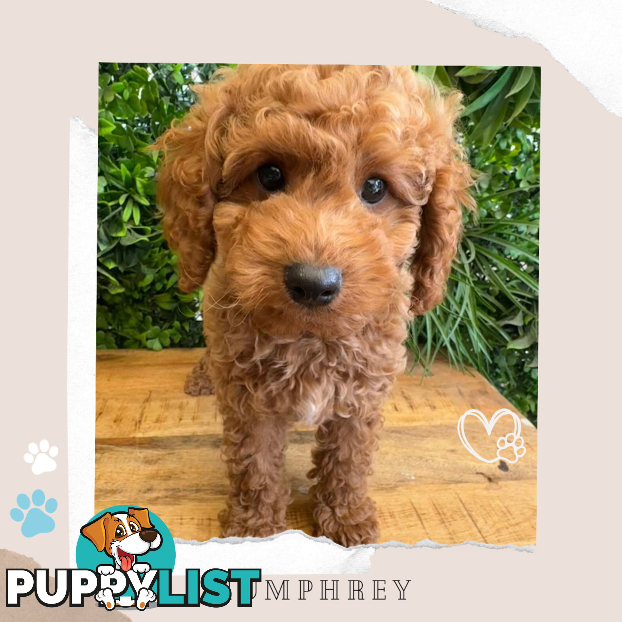 Beautiful F1B Toy Cavoodle Pups - Available Now - Sunbury VIC 3429