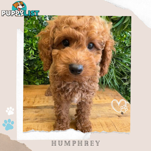 Beautiful F1B Toy Cavoodle Pups - Available Now - Sunbury VIC 3429