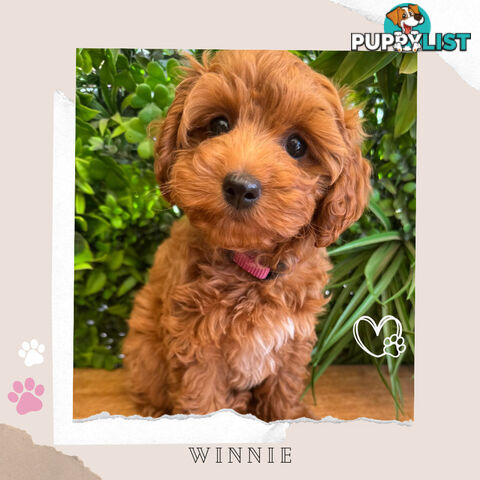 Beautiful F1B Toy Cavoodle Pups - Available Now - Sunbury VIC 3429