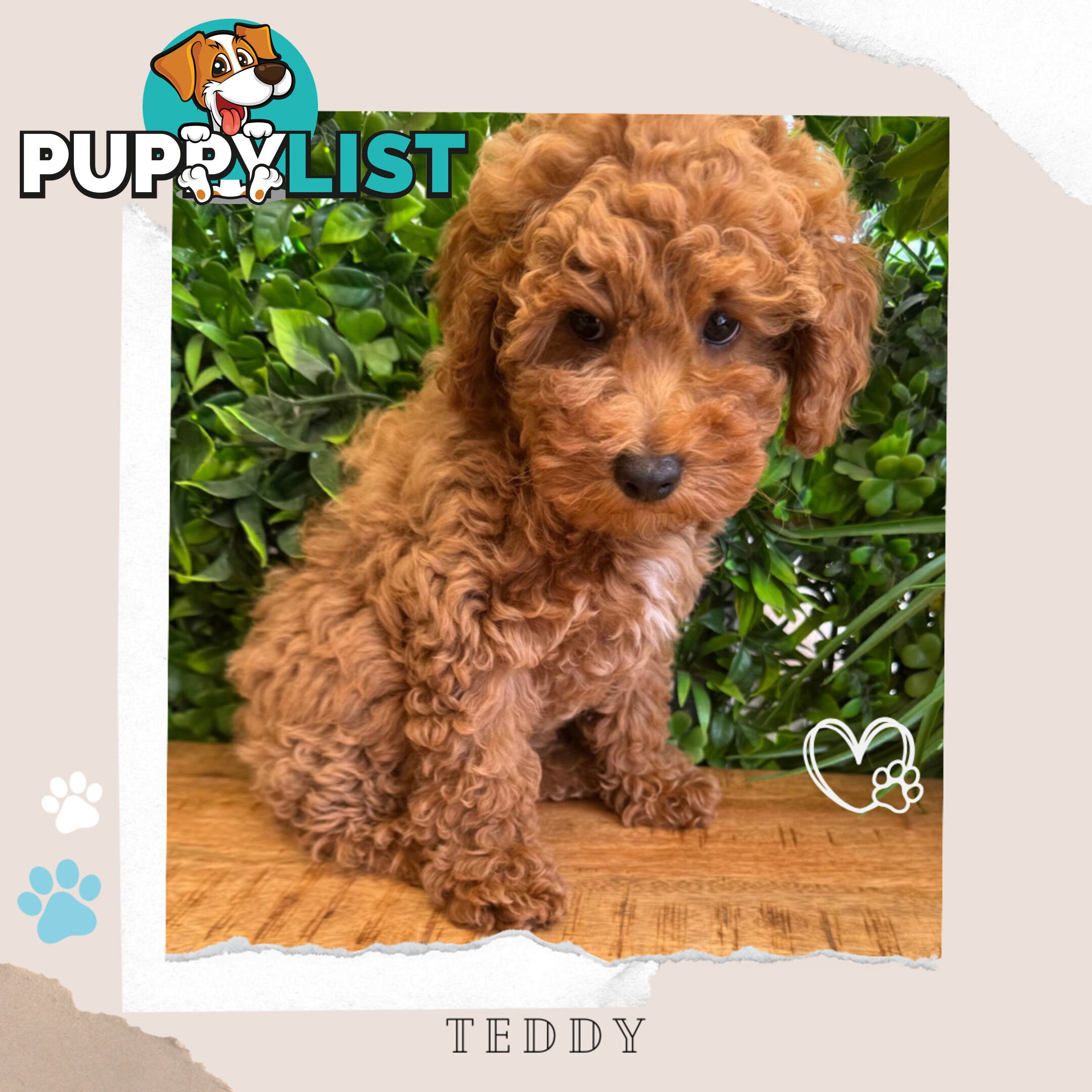 Beautiful F1B Toy Cavoodle Pups - Available Now - Sunbury VIC 3429