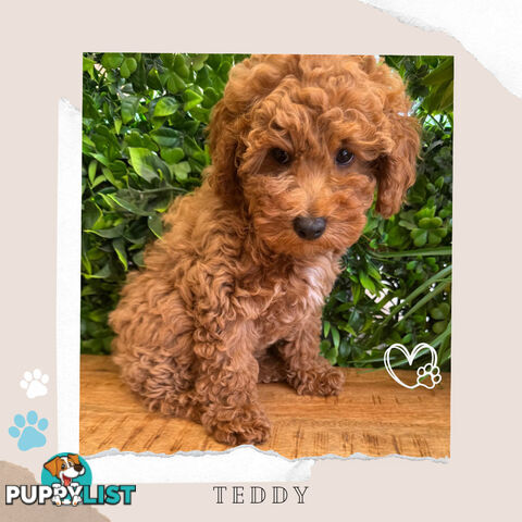 Beautiful F1B Toy Cavoodle Pups - Available Now - Sunbury VIC 3429