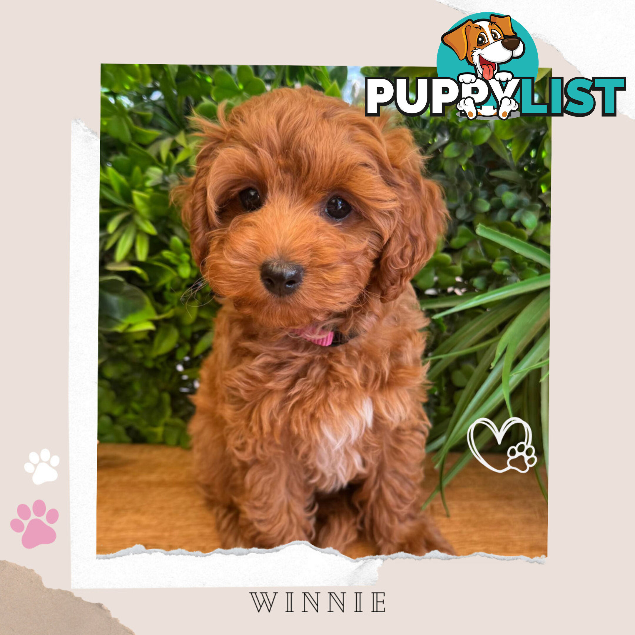 Beautiful F1B Toy Cavoodle Pups - Available Now - Sunbury VIC 3429