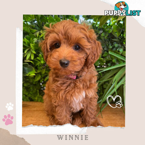 Beautiful F1B Toy Cavoodle Pups - Available Now - Sunbury VIC 3429