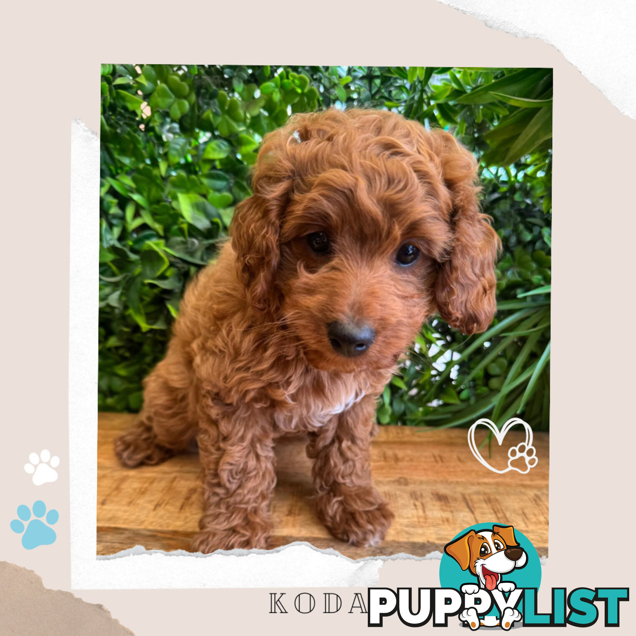 Beautiful F1B Toy Cavoodle Pups - Available Now - Sunbury VIC 3429