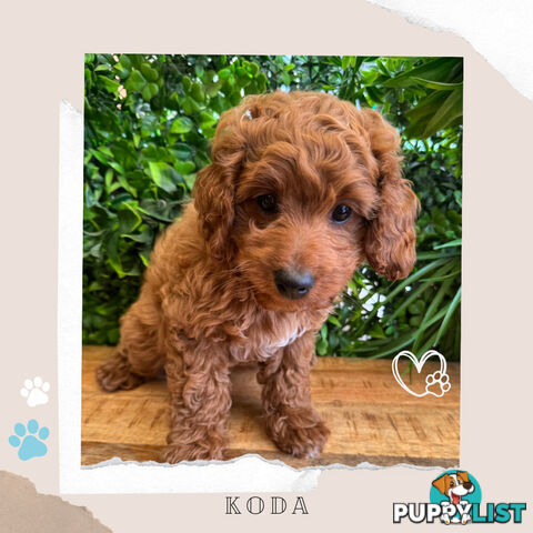 Beautiful F1B Toy Cavoodle Pups - Available Now - Sunbury VIC 3429