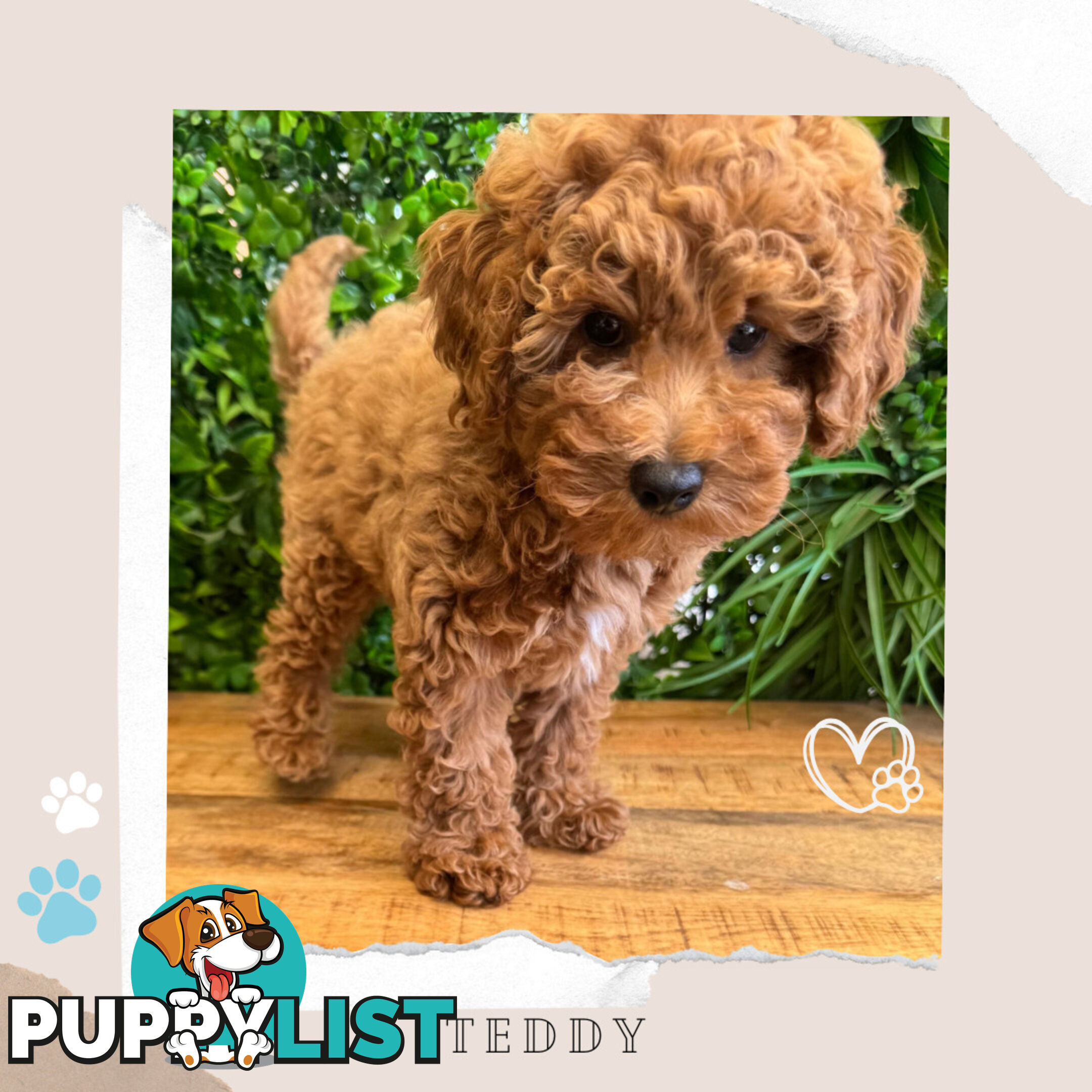 Beautiful F1B Toy Cavoodle Pups - Available Now - Sunbury VIC 3429