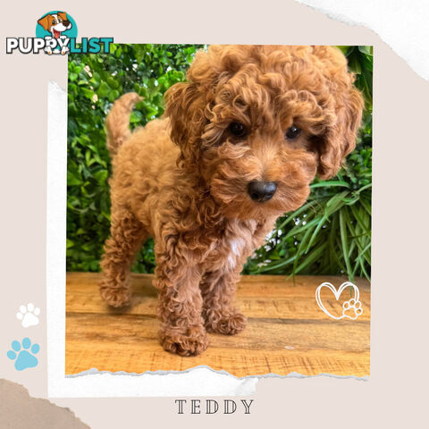 Beautiful F1B Toy Cavoodle Pups - Available Now - Sunbury VIC 3429