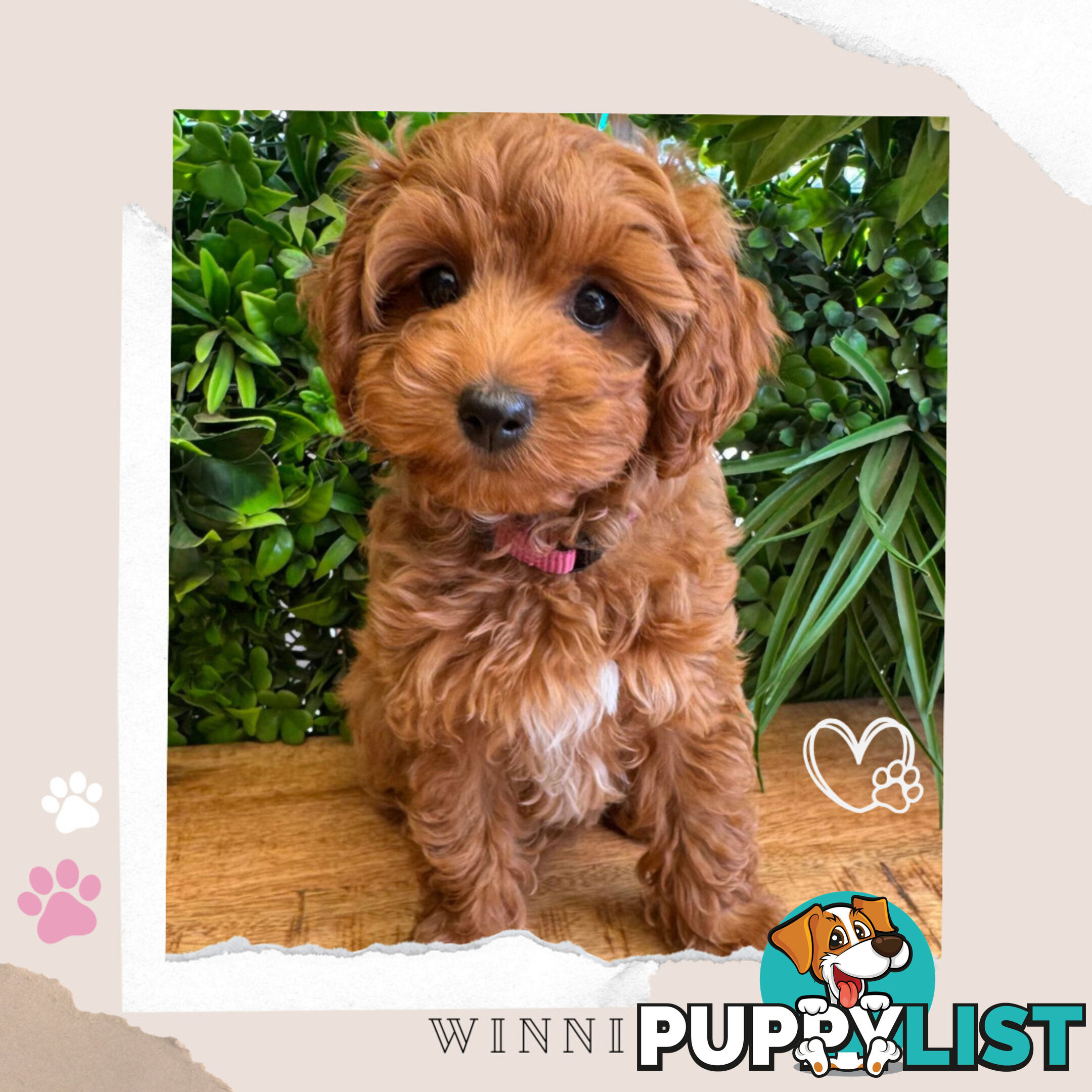 Beautiful F1B Toy Cavoodle Pups - Available Now - Sunbury VIC 3429