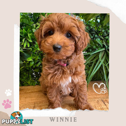 Beautiful F1B Toy Cavoodle Pups - Available Now - Sunbury VIC 3429