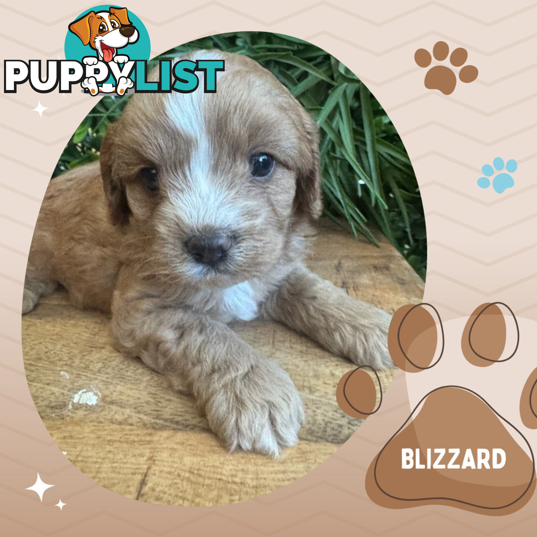 1st Gen Toy Cavoodle Pups DNA Clear, Available Boronia VIC 3155