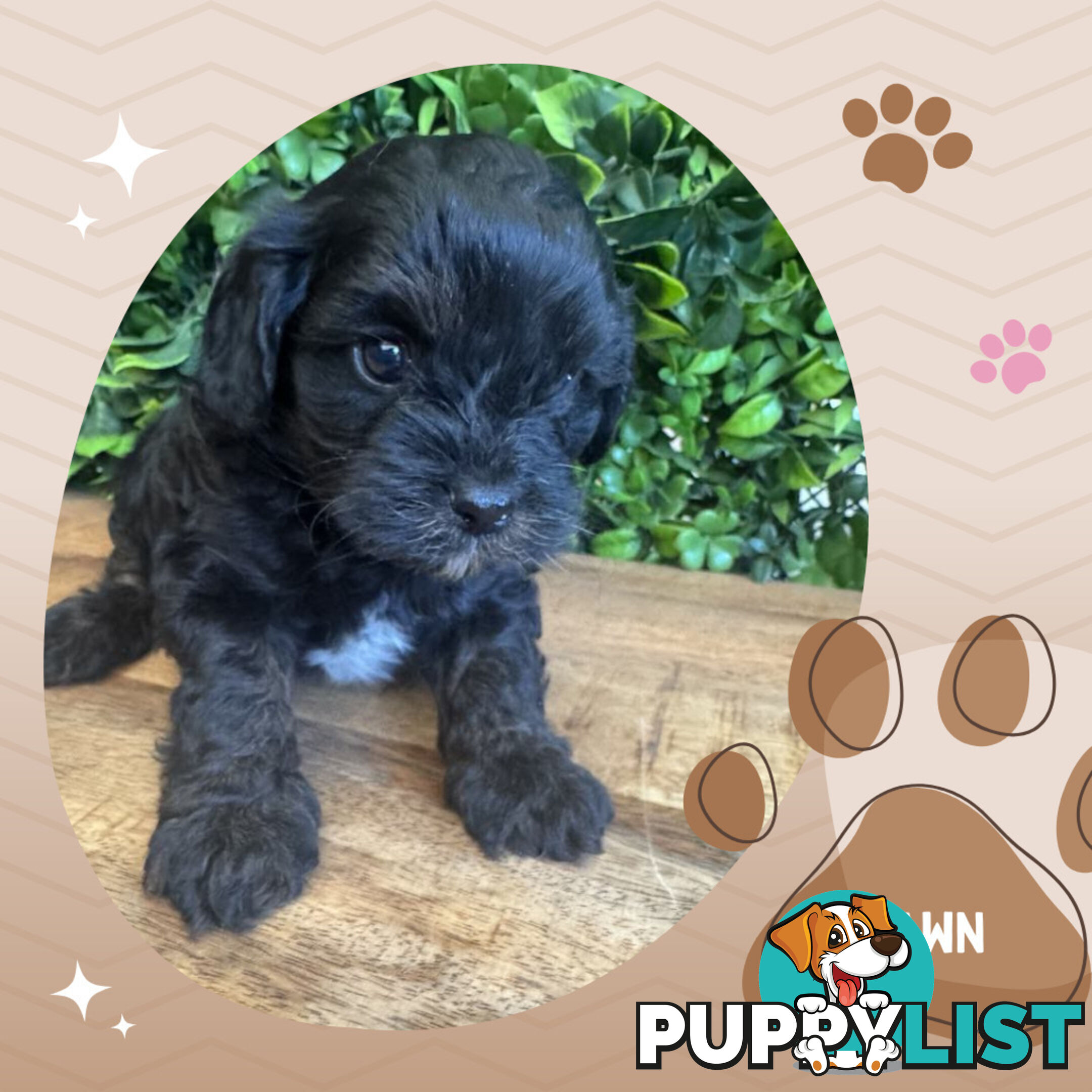 1st Gen Toy Cavoodle Pups DNA Clear, Available Boronia VIC 3155