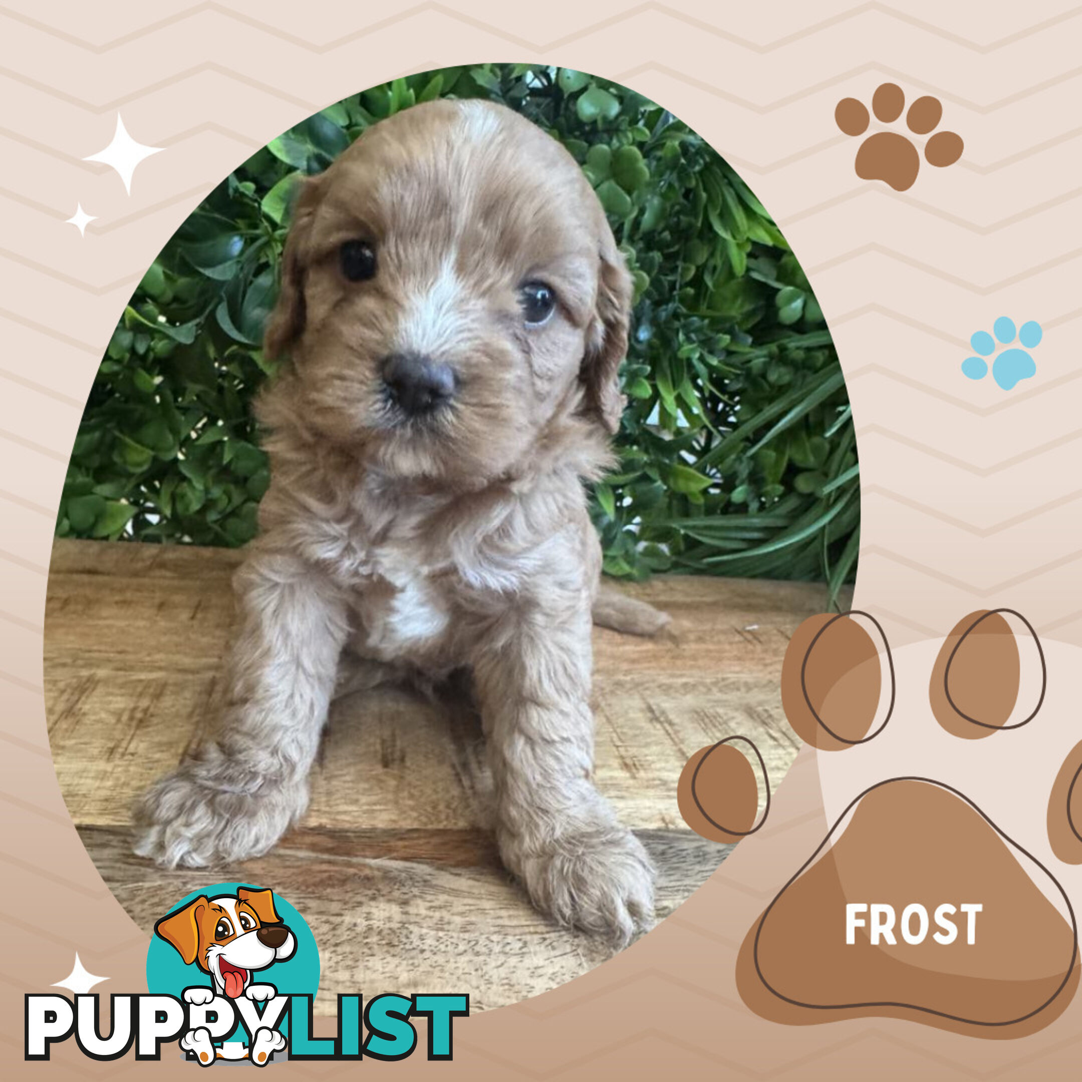 1st Gen Toy Cavoodle Pups DNA Clear, Available Boronia VIC 3155