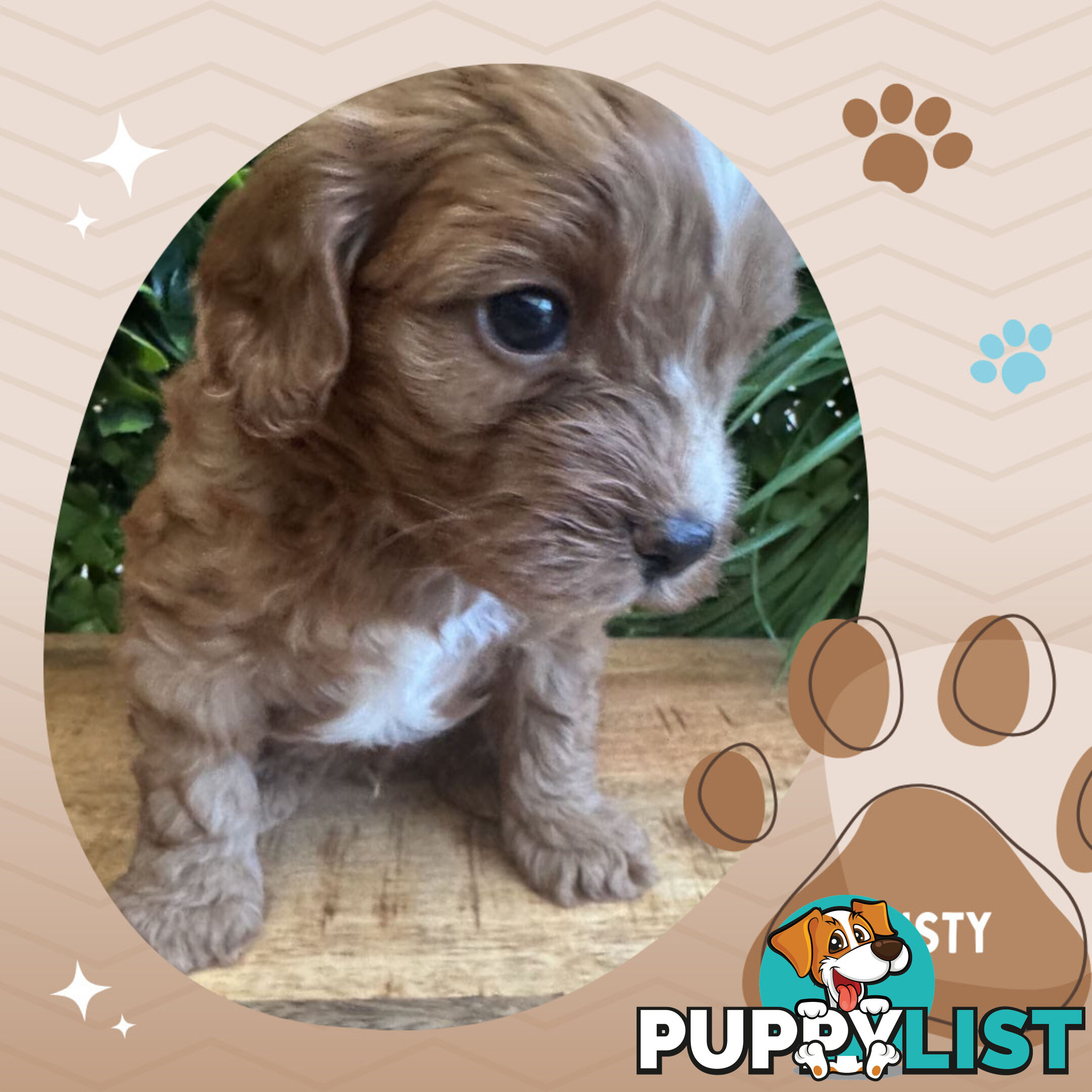 1st Gen Toy Cavoodle Pups DNA Clear, Available Boronia VIC 3155