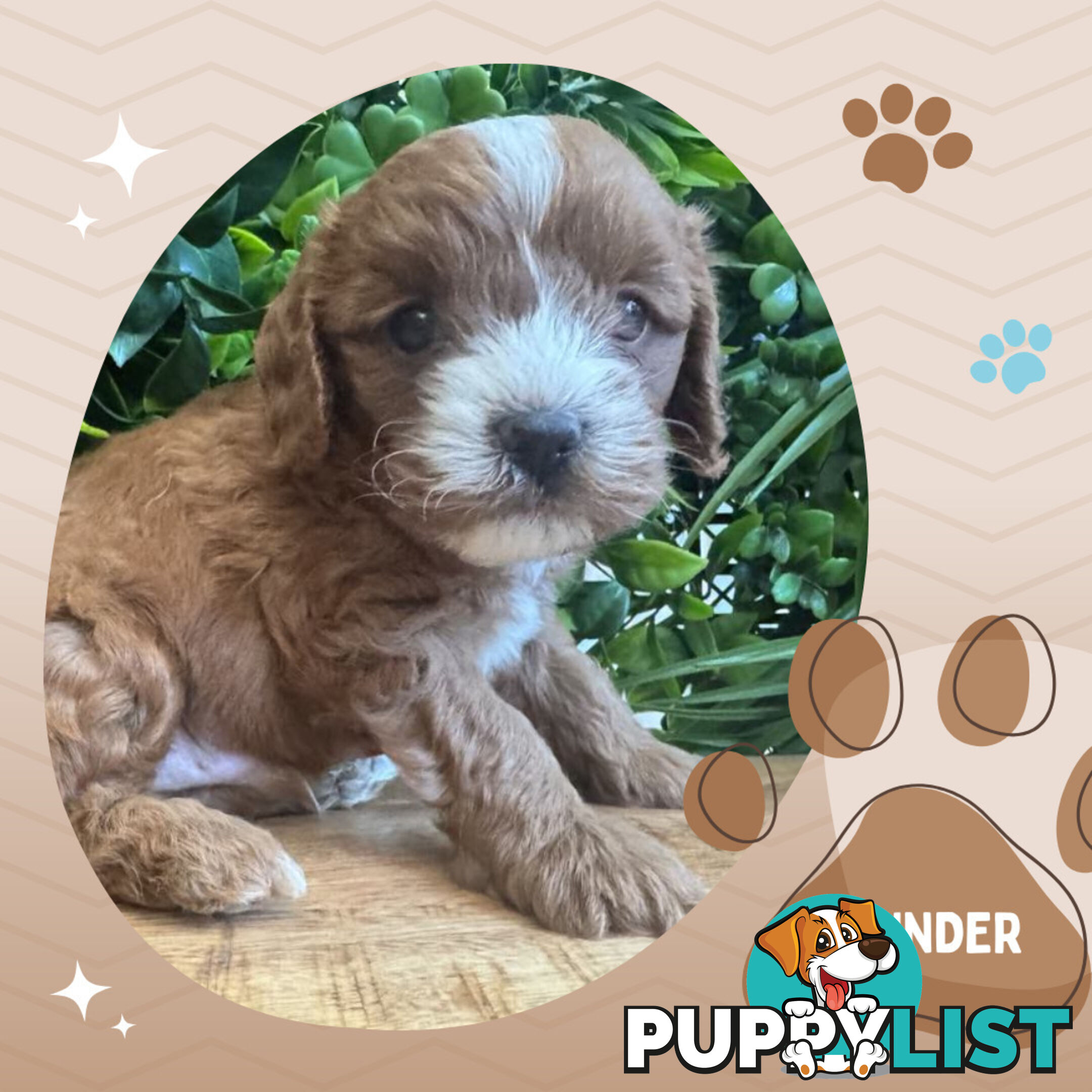 1st Gen Toy Cavoodle Pups DNA Clear, Available Boronia VIC 3155