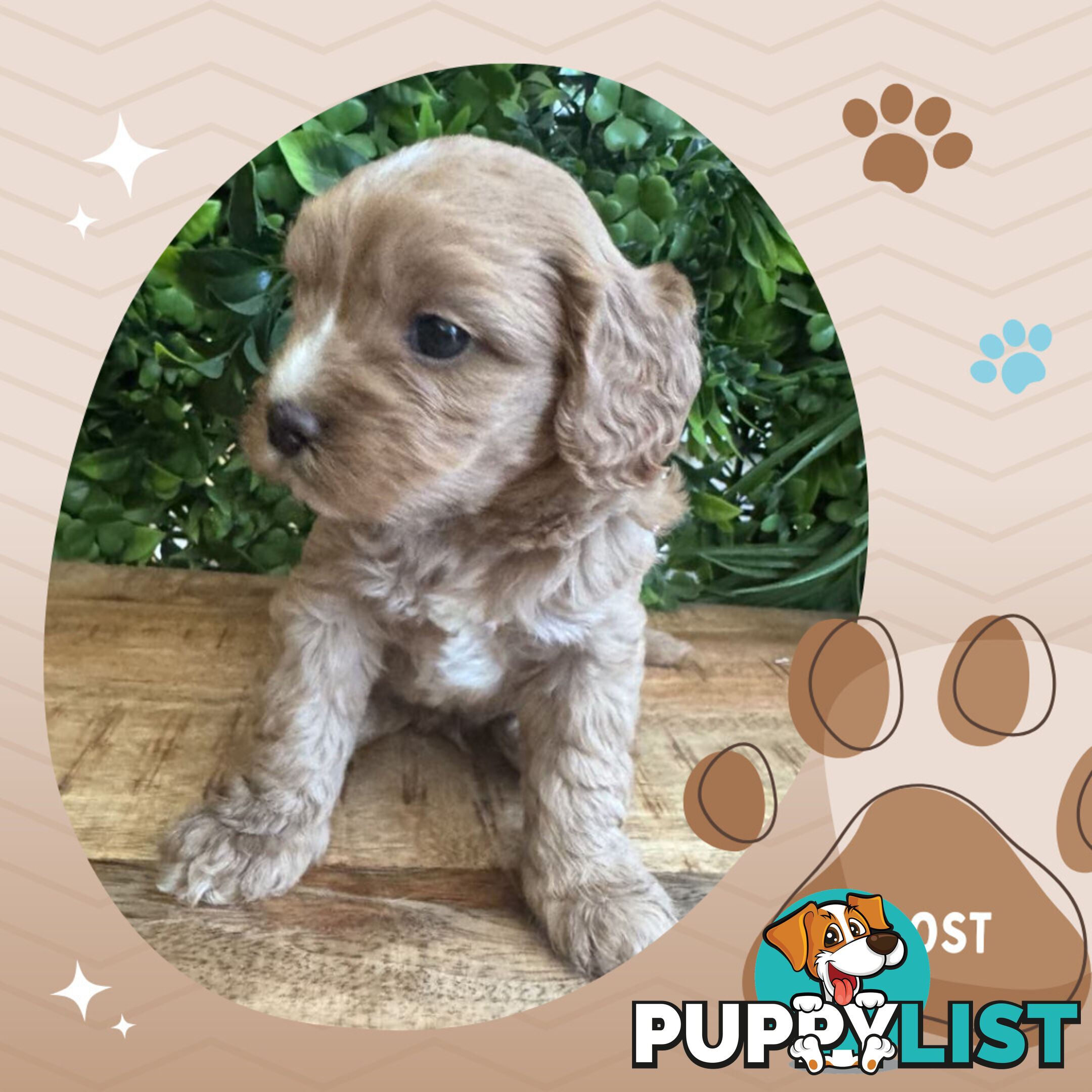 1st Gen Toy Cavoodle Pups DNA Clear, Available Boronia VIC 3155