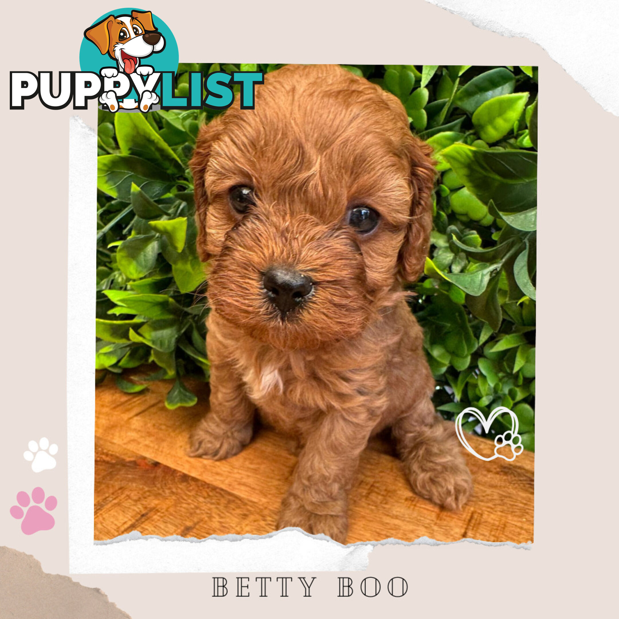 1st Gen Toy Cavoodle Pups - Available Now - Boronia VIC 3155