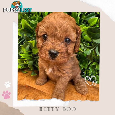 1st Gen Toy Cavoodle Pups - Available Now - Boronia VIC 3155