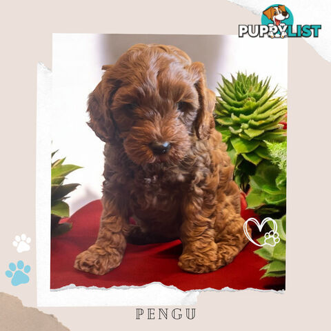 Gorgeous F1B Toy Cavoodle Pups - Available Now - Sunshine West VIC 3020