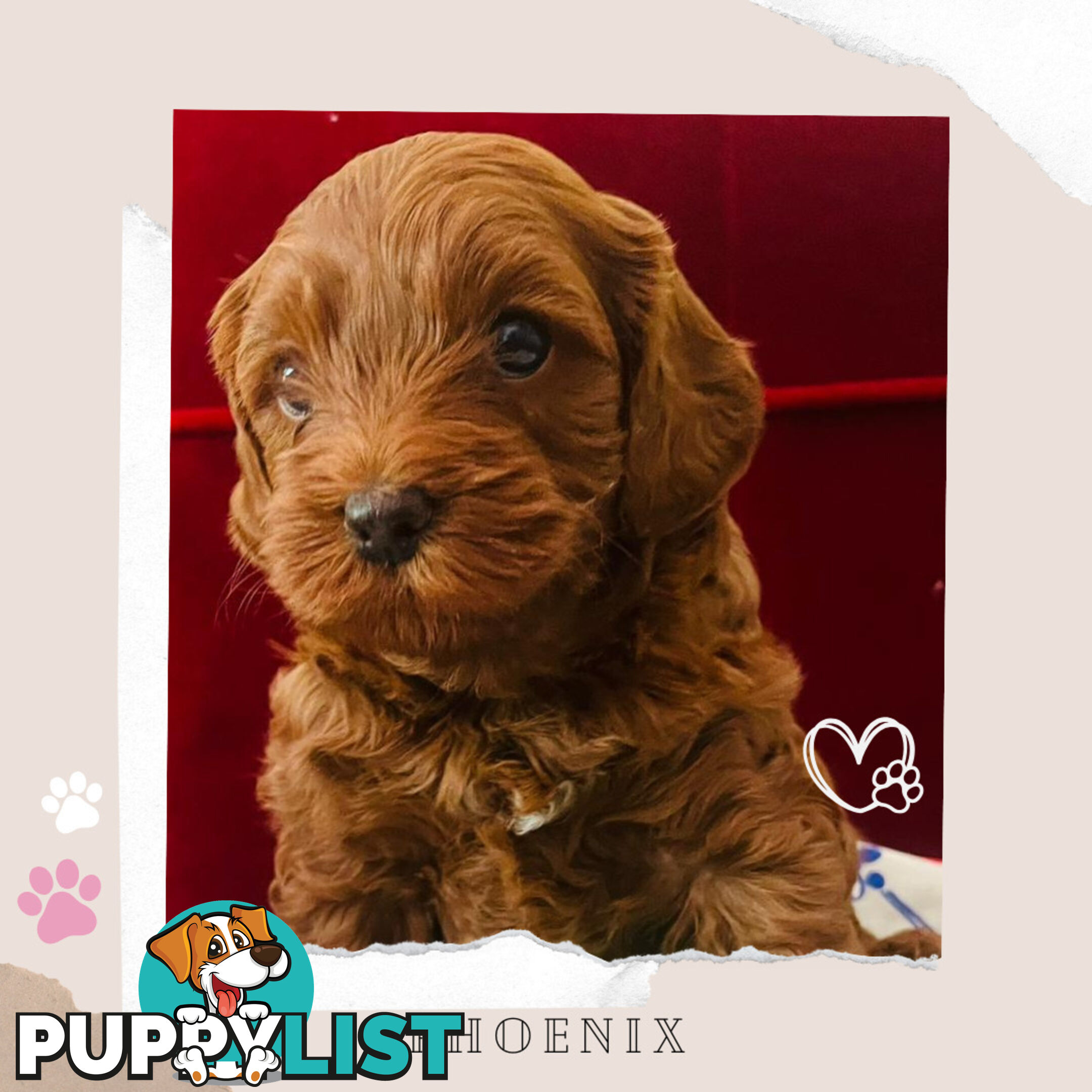 Gorgeous F1B Toy Cavoodle Pups - Available Now - Sunshine West VIC 3020