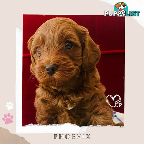 Gorgeous F1B Toy Cavoodle Pups - Available Now - Sunshine West VIC 3020