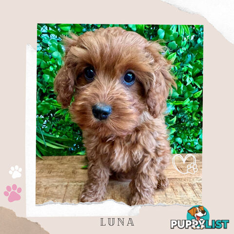 Beautiful 1st Gen Cavoodle Puppy - DNA Clear - Available on Breeders Terms