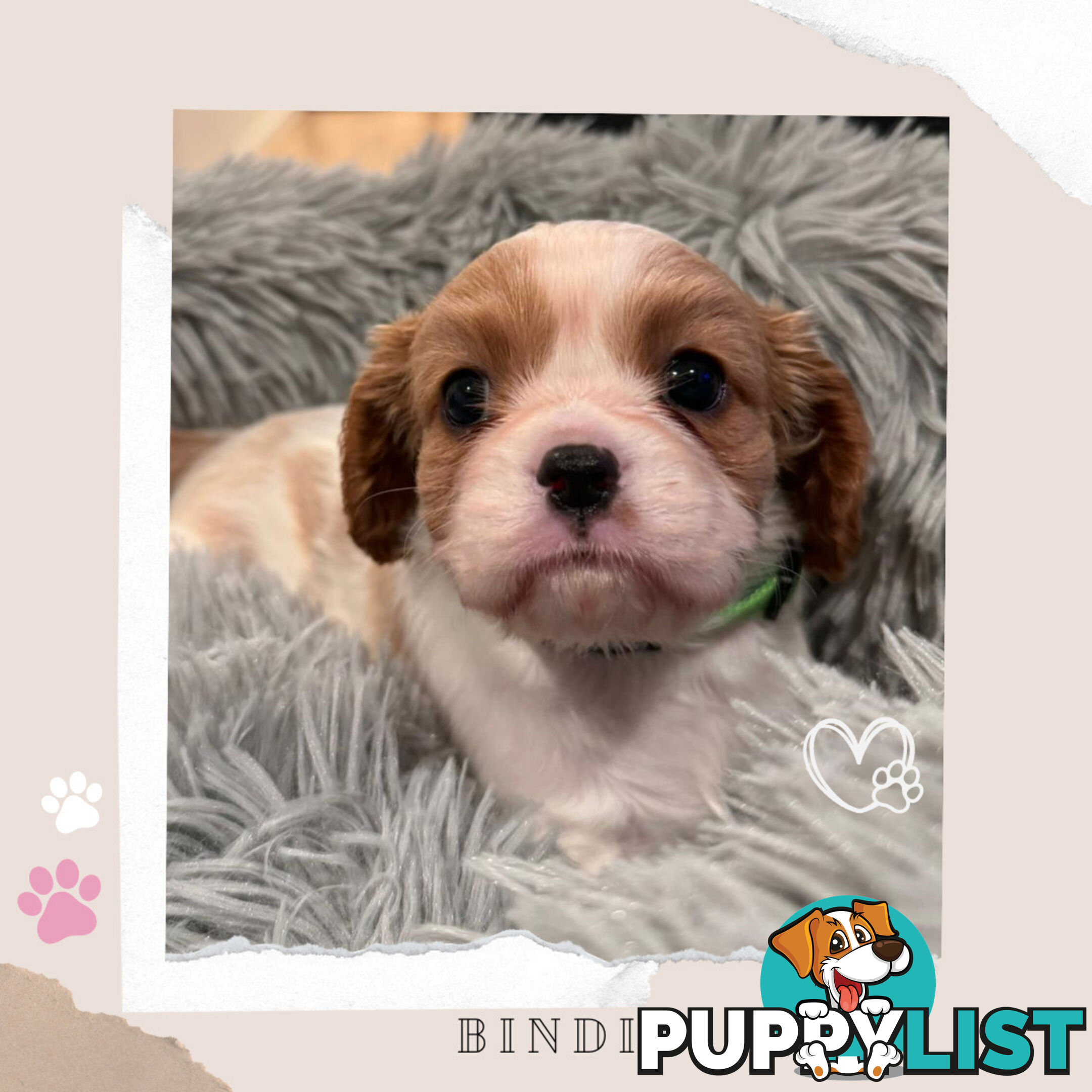 Beautiful Purebred Cavalier King Charles Spaniel Puppies. DNA Clear