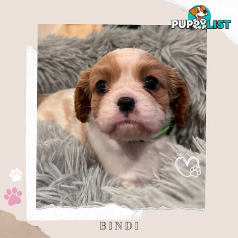 Beautiful Purebred Cavalier King Charles Spaniel Puppies. DNA Clear