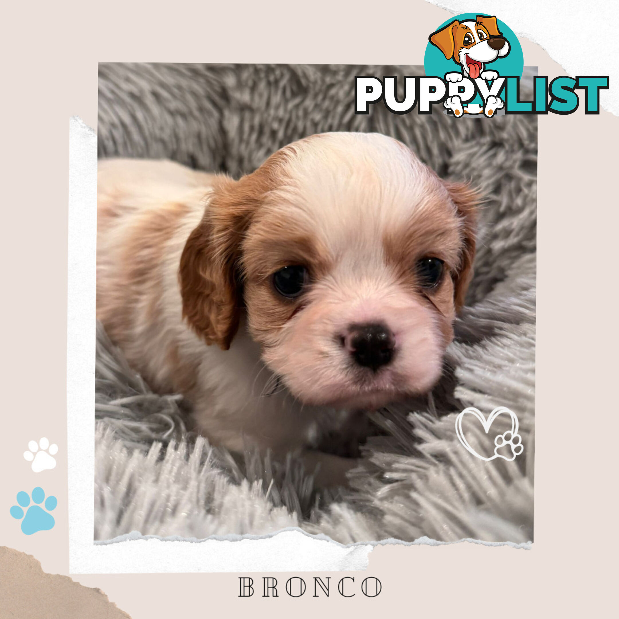 Beautiful Purebred Cavalier King Charles Spaniel Puppies. DNA Clear