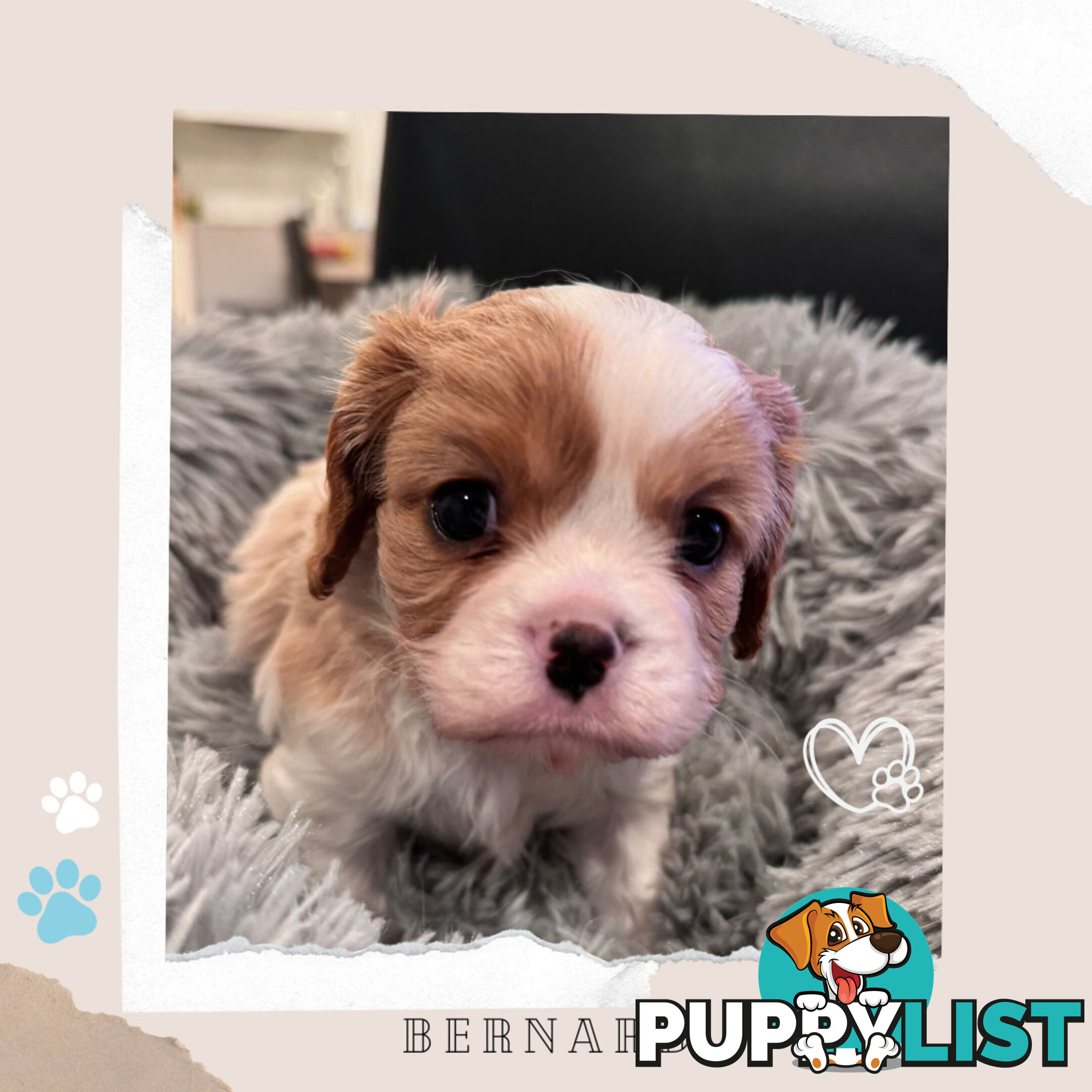 Beautiful Purebred Cavalier King Charles Spaniel Puppies. DNA Clear