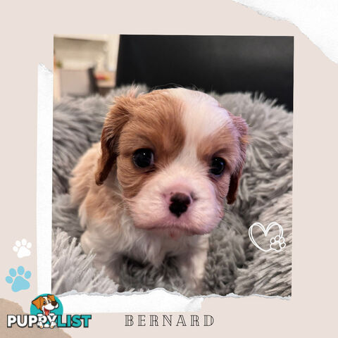 Beautiful Purebred Cavalier King Charles Spaniel Puppies. DNA Clear