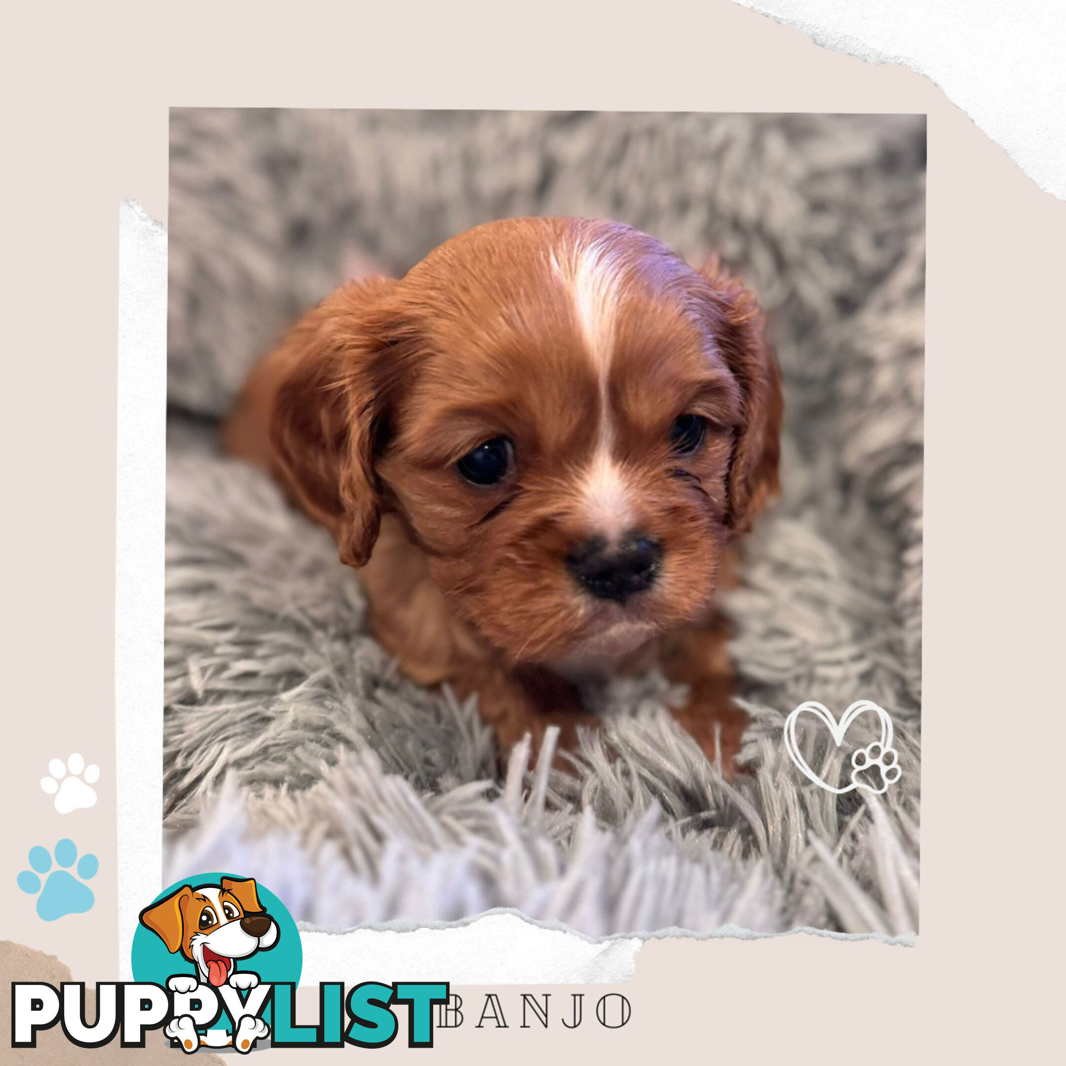 Beautiful Purebred Cavalier King Charles Spaniel Puppies. DNA Clear