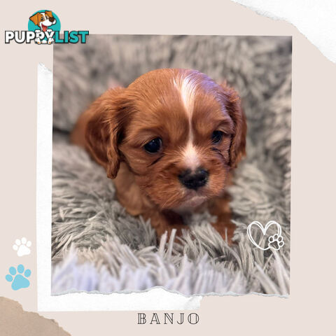 Beautiful Purebred Cavalier King Charles Spaniel Puppies. DNA Clear