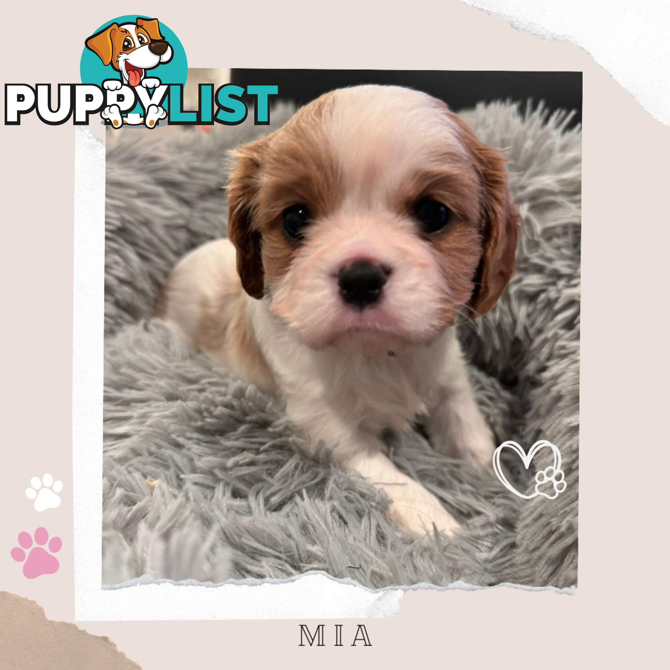 Beautiful Purebred Cavalier King Charles Spaniel Puppies. DNA Clear