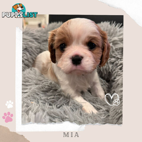 Beautiful Purebred Cavalier King Charles Spaniel Puppies. DNA Clear