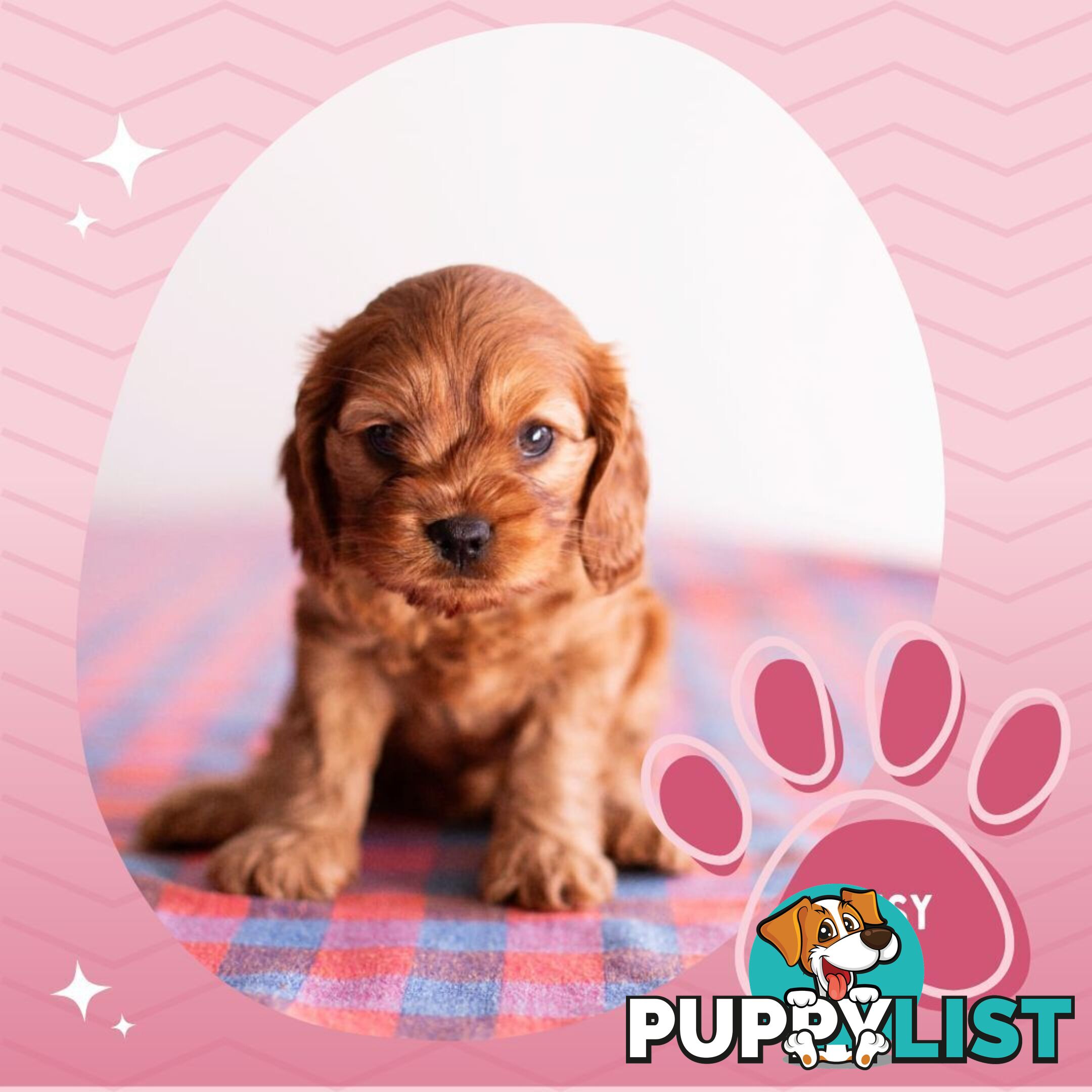 2nd Gen Toy Cavoodle Puppies - DNA CLEAR - Located in Hoppers Crossing VIC 3029