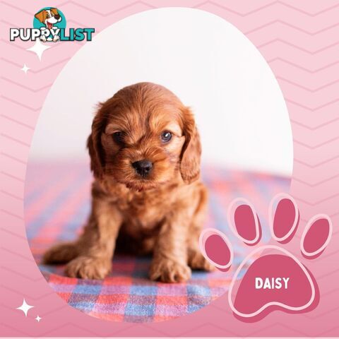 2nd Gen Toy Cavoodle Puppies - DNA CLEAR - Located in Hoppers Crossing VIC 3029