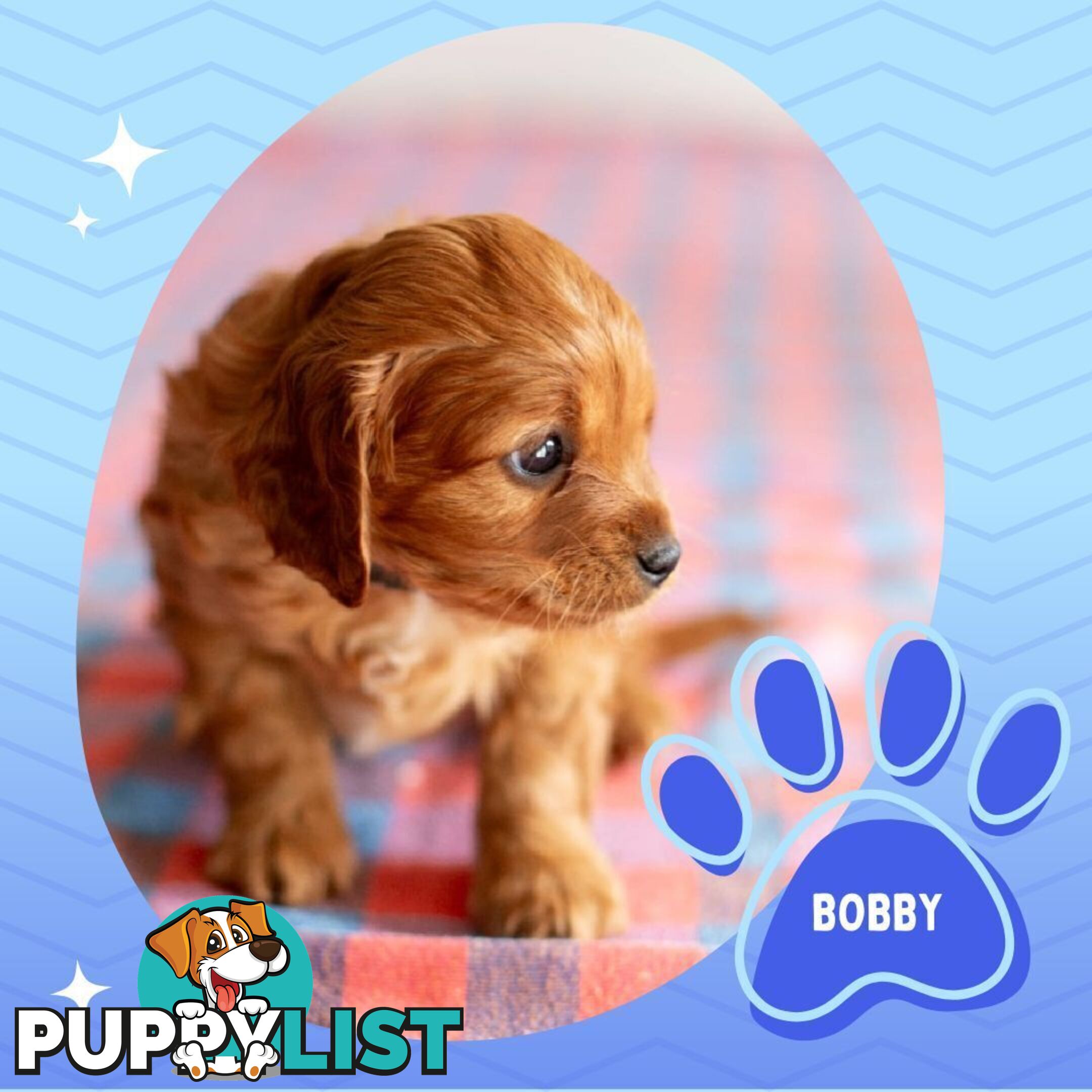 2nd Gen Toy Cavoodle Puppies - DNA CLEAR - Located in Hoppers Crossing VIC 3029