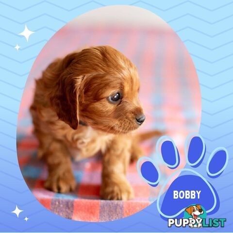 2nd Gen Toy Cavoodle Puppies - DNA CLEAR - Located in Hoppers Crossing VIC 3029