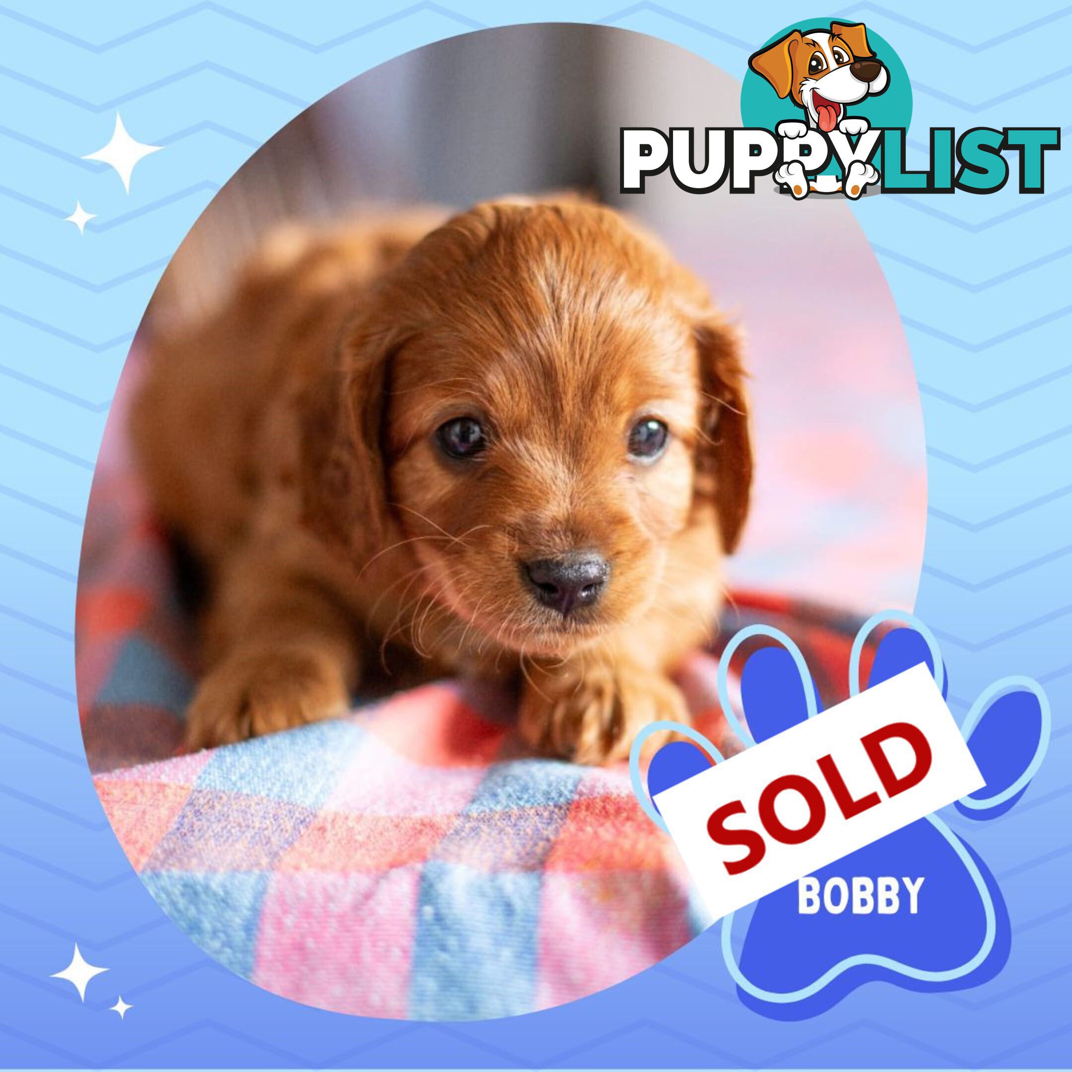 2nd Gen Toy Cavoodle Puppies - DNA CLEAR - Located in Hoppers Crossing VIC 3029
