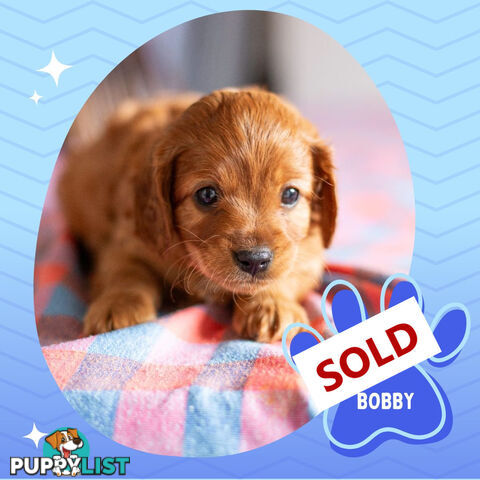 2nd Gen Toy Cavoodle Puppies - DNA CLEAR - Located in Hoppers Crossing VIC 3029