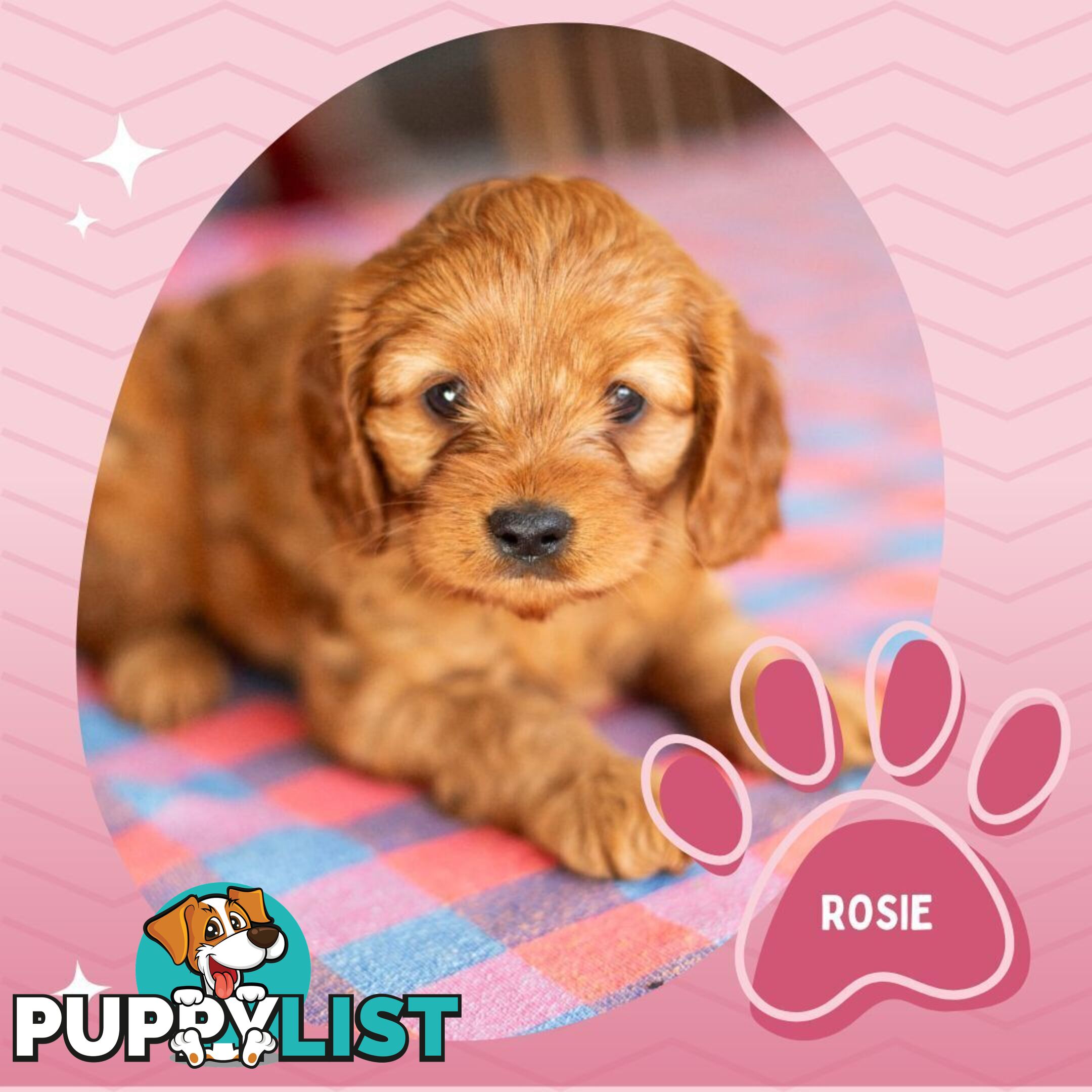 2nd Gen Toy Cavoodle Puppies - DNA CLEAR - Located in Hoppers Crossing VIC 3029